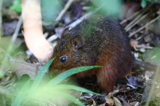 Image of island mice