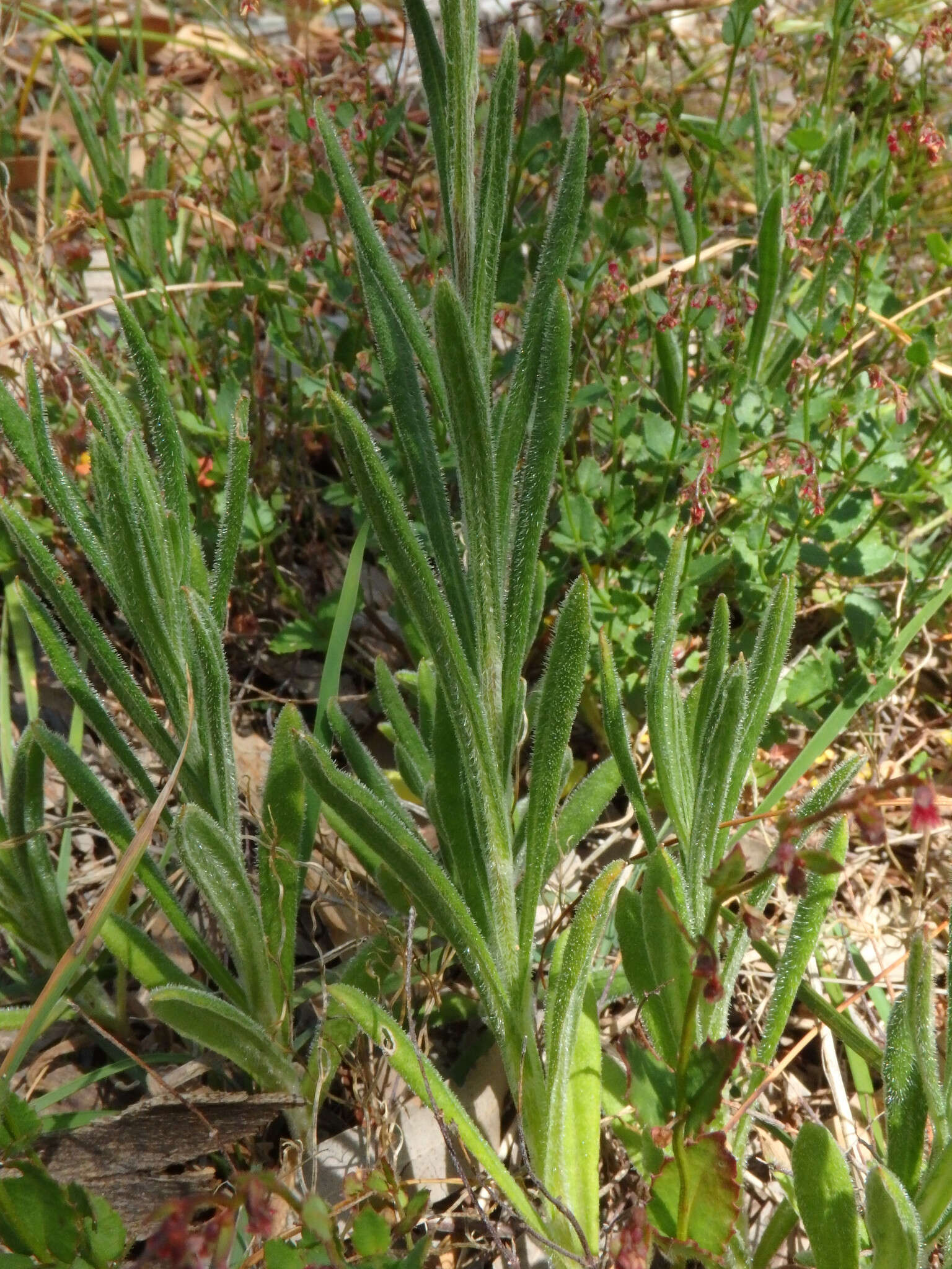 Plancia ëd Coronidium scorpioides (Labill.) Paul G. Wilson