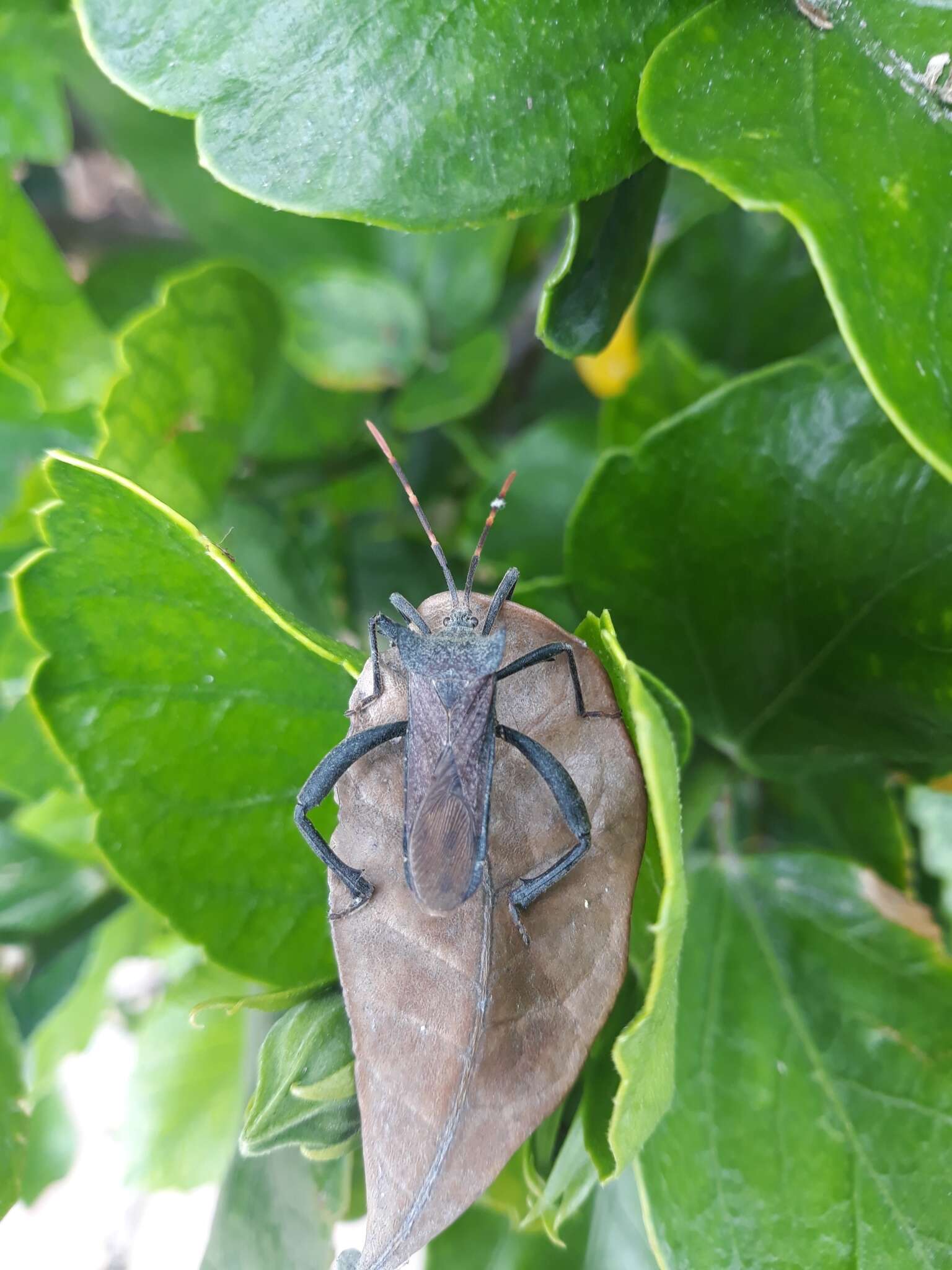 Image of Elasmopoda valga (Linnaeus 1758)