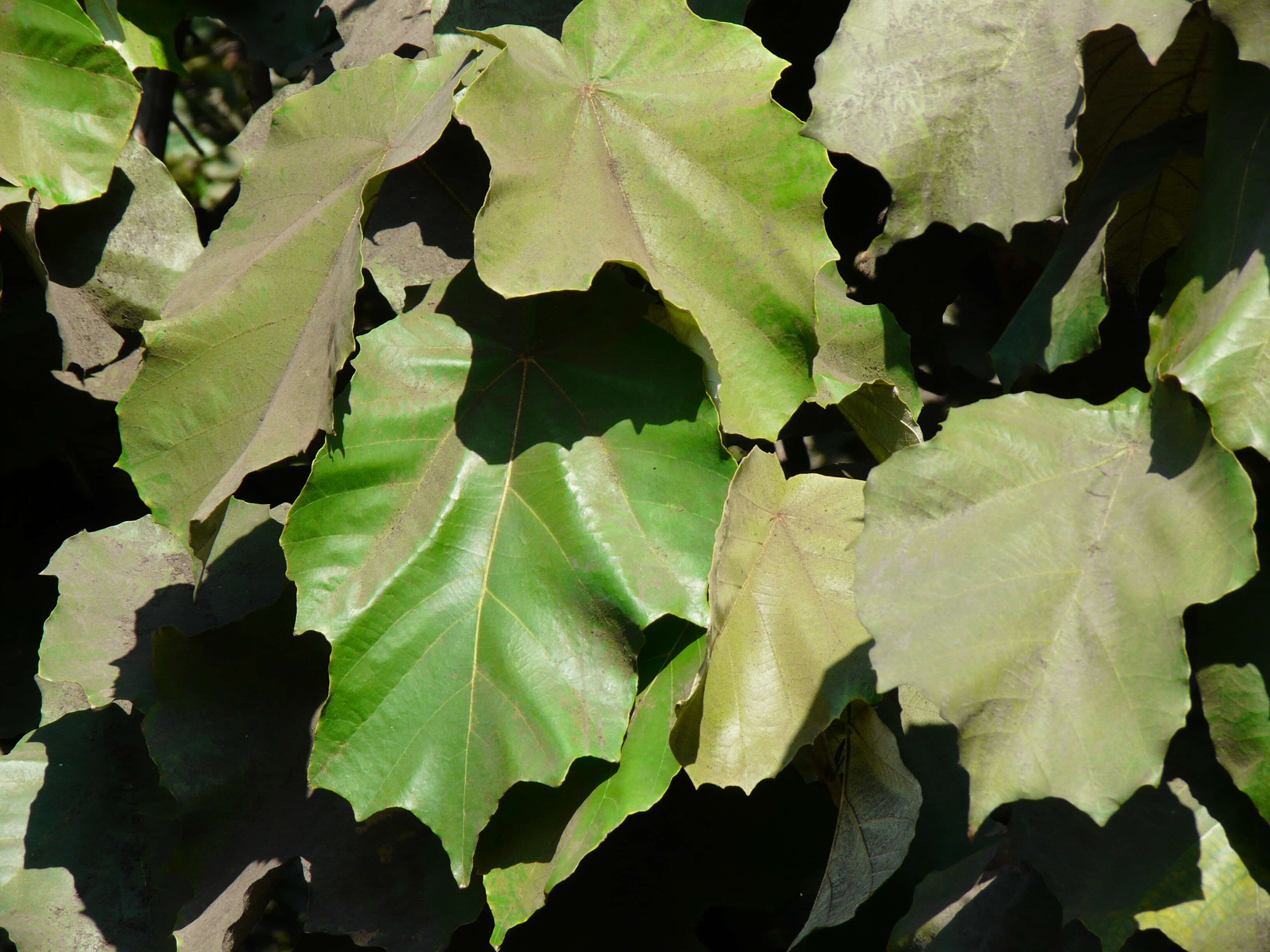 Image of Pterospermum acerifolium (L.) Willd.