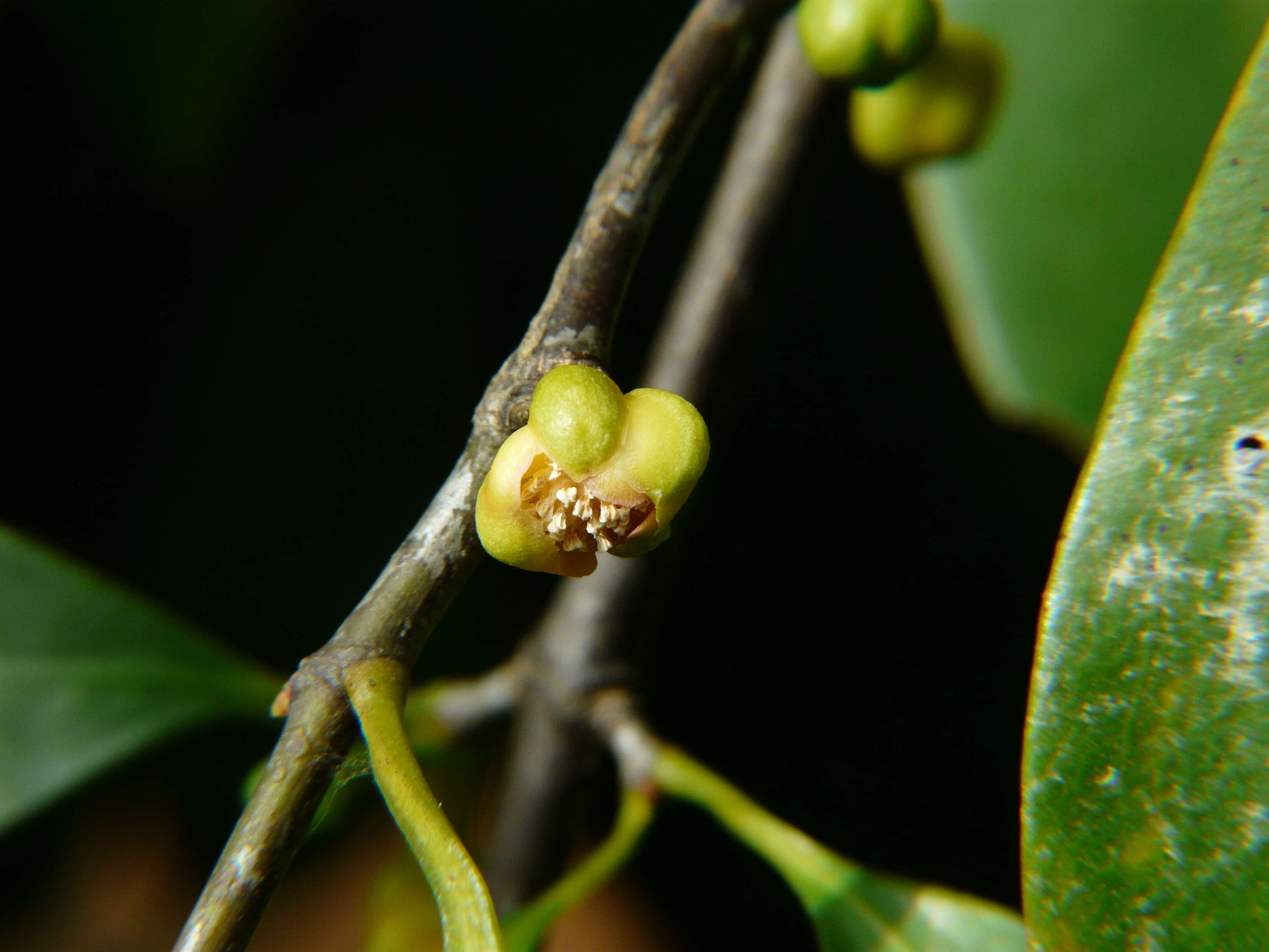 Image of garcinia