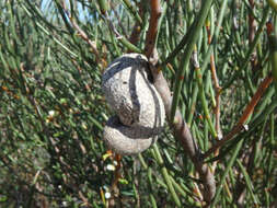 Image of beaked pincushion tree