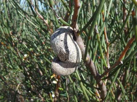 Imagem de Hakea rostrata F. Müll.