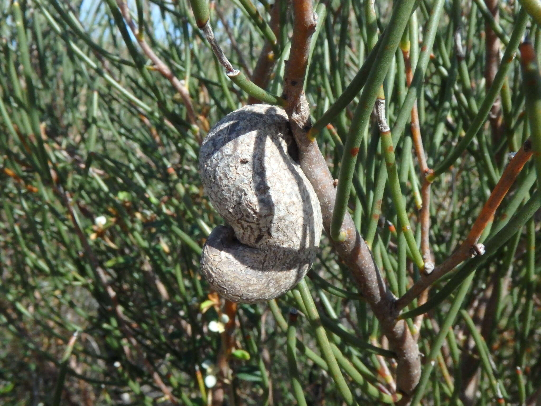 Imagem de Hakea rostrata F. Müll.