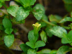 Mecardonia procumbens (Mill.) Small resmi