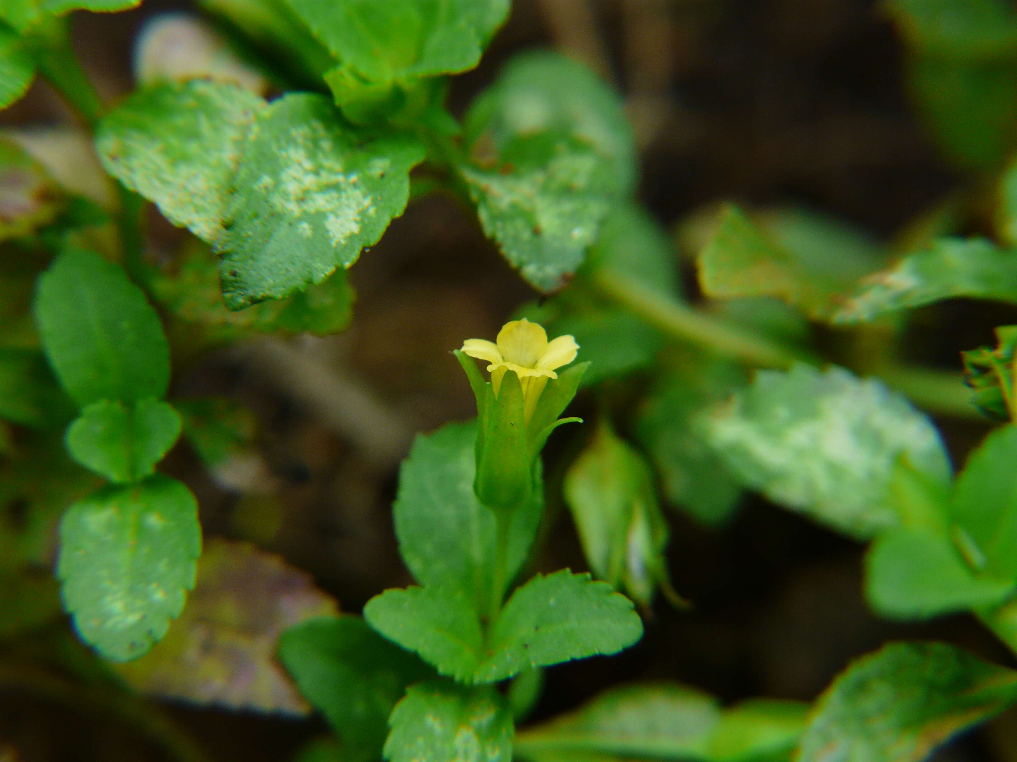 Mecardonia procumbens (Mill.) Small resmi