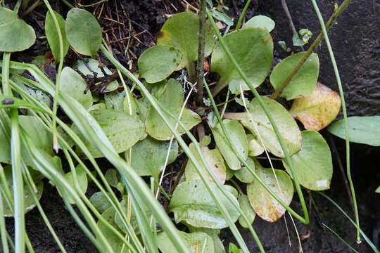 Image of Cliff Pseudosaxifrage