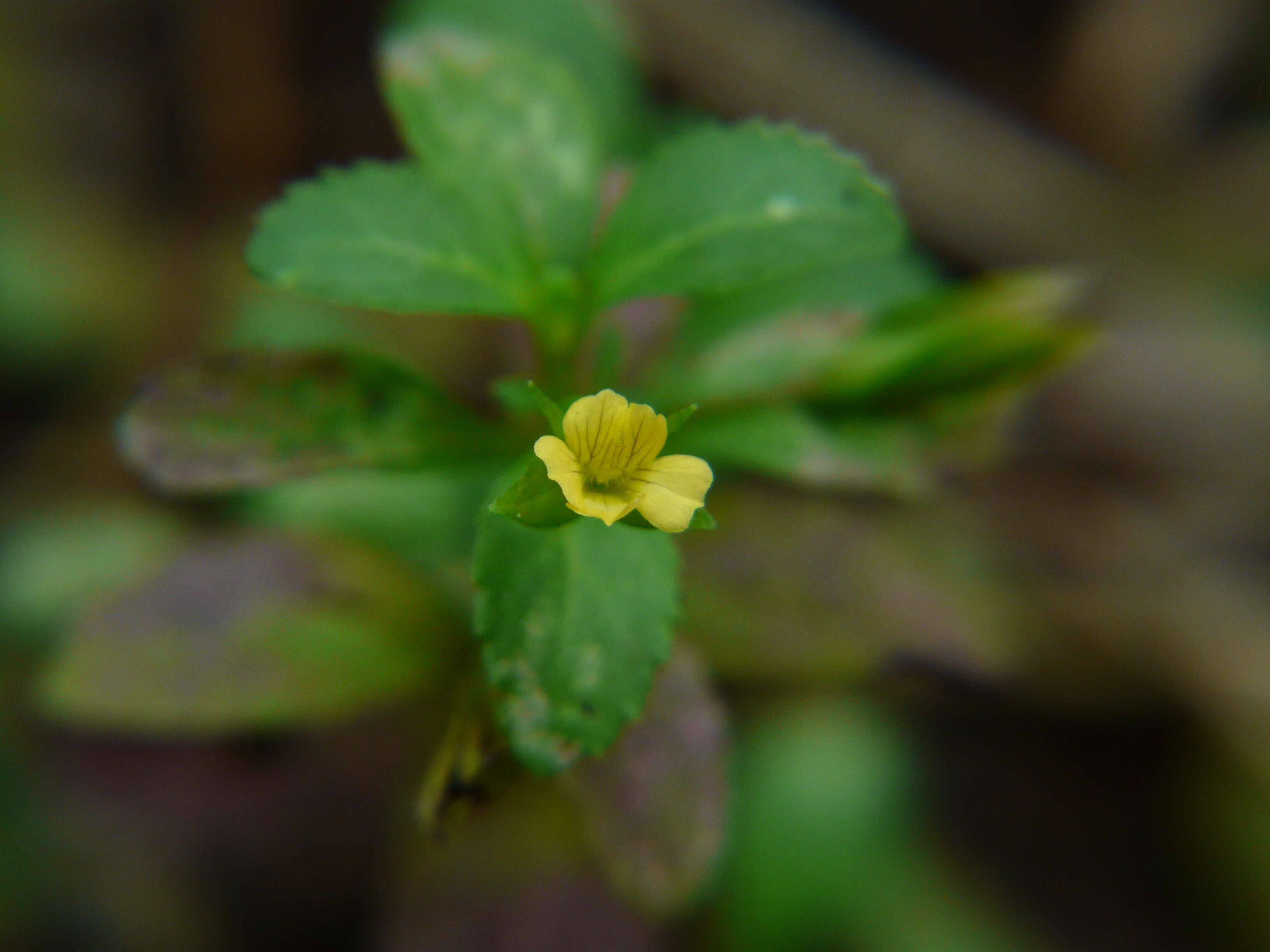 Mecardonia procumbens (Mill.) Small resmi