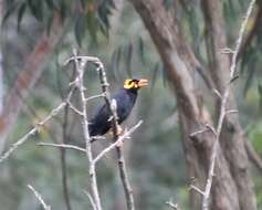 Image of Southern Hill Myna