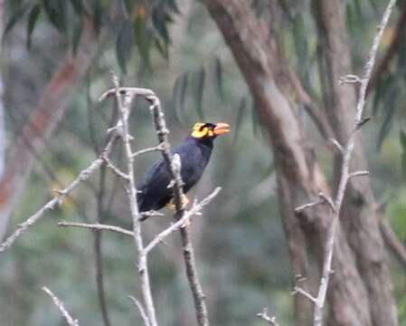 Image of Southern Hill Myna