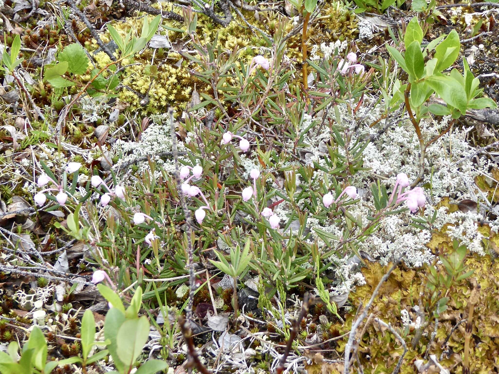 Image of <i>Andromeda <i>polifolia</i></i> var. polifolia