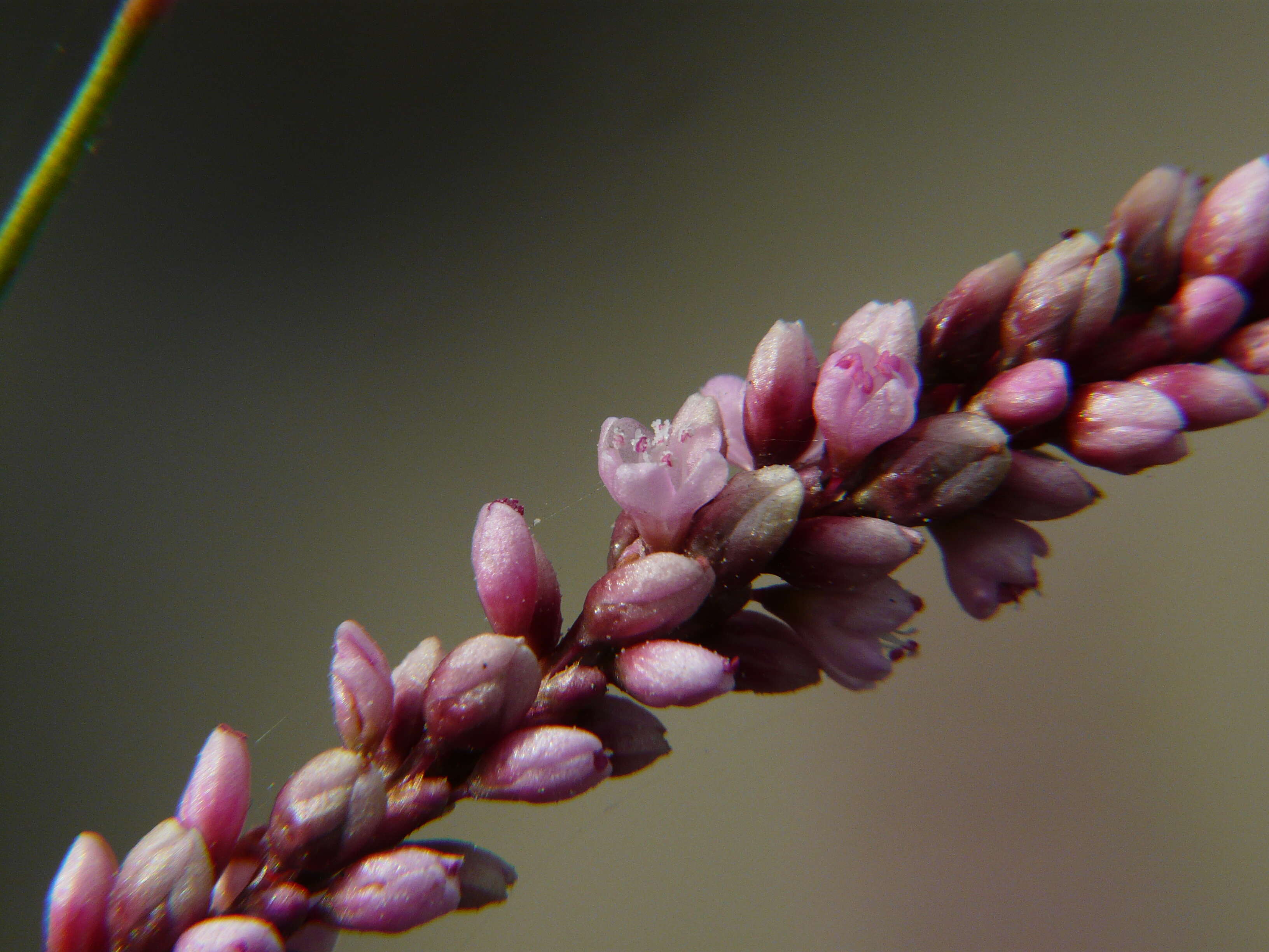 Image of Smooth Smartweed