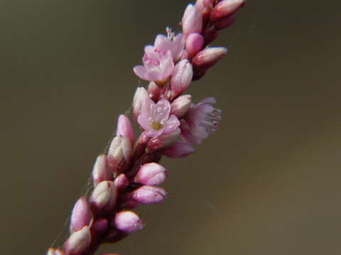 Image of Smooth Smartweed