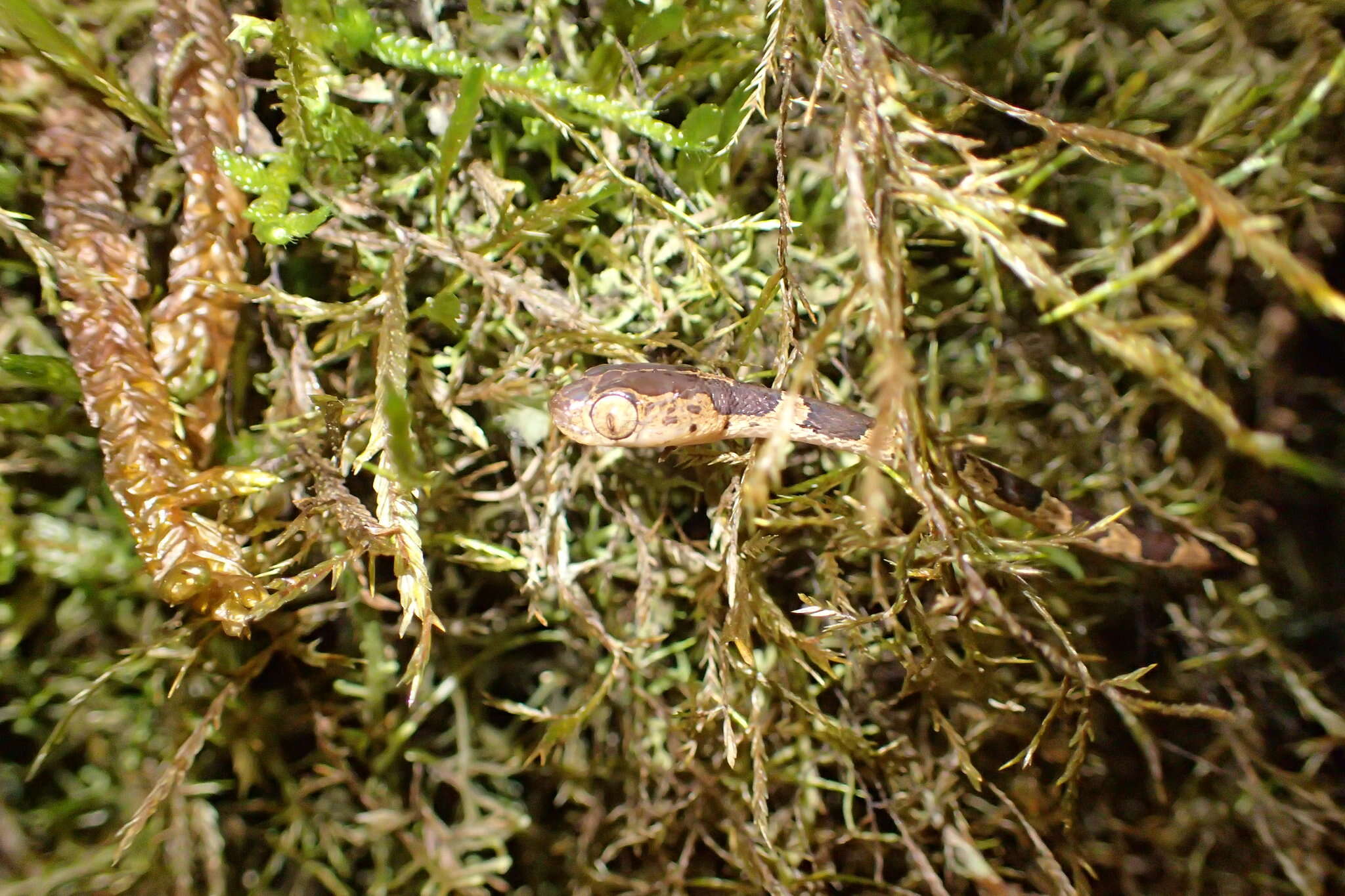 Imantodes cenchoa (Linnaeus 1758) resmi