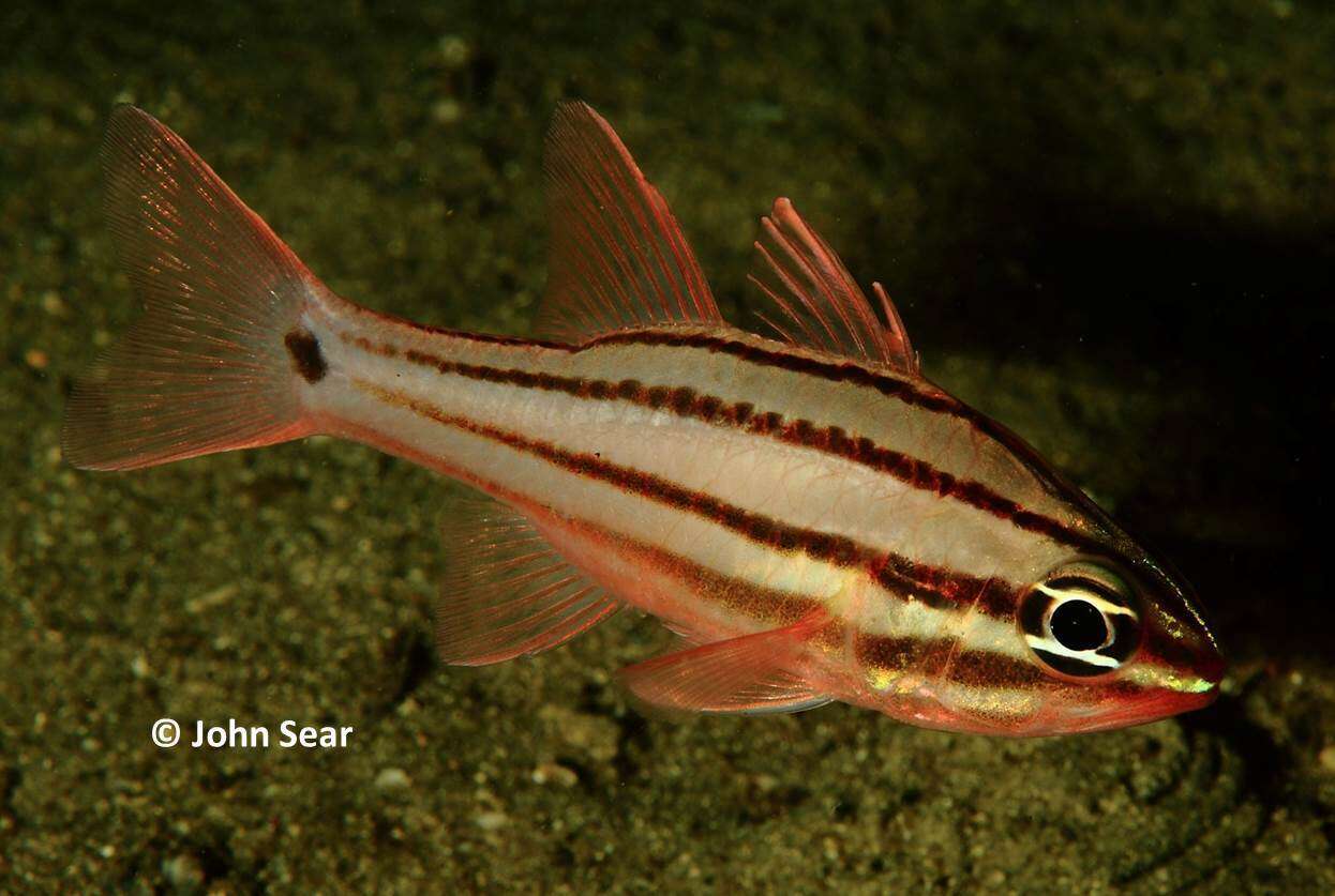 Image of Doederlein&#39;s Cardinalfish