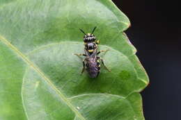 Sivun Ceratina collusor Cockerell 1919 kuva