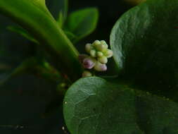 Image of Climbing nightshade