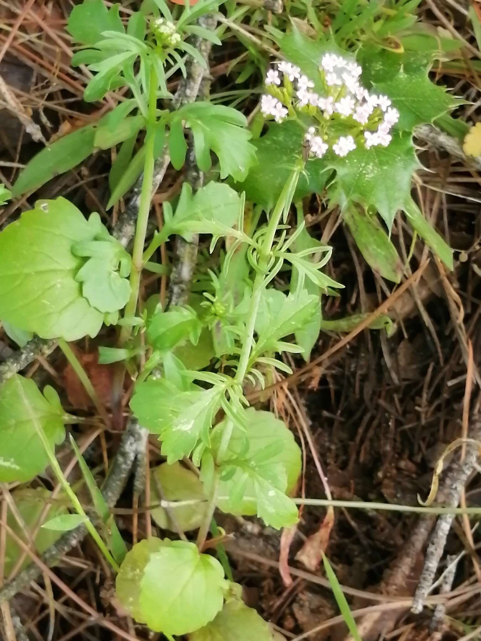 Image of Centranthus calcitrapae (L.) Dufr.