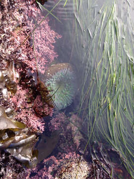 Image of giant green anemone