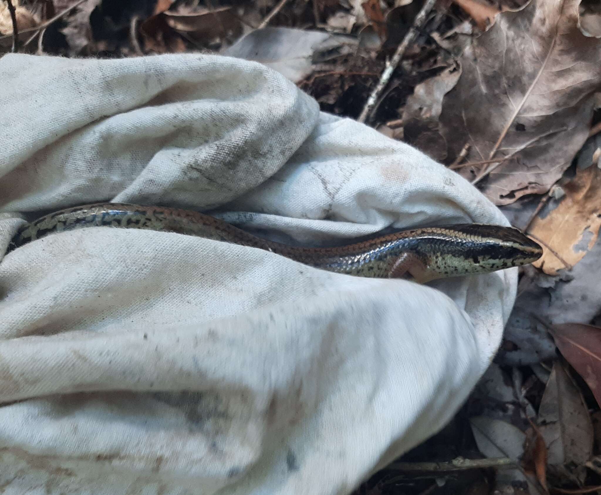 Image of Schwartze's Skink