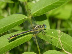 Image of Pronged Clubtail