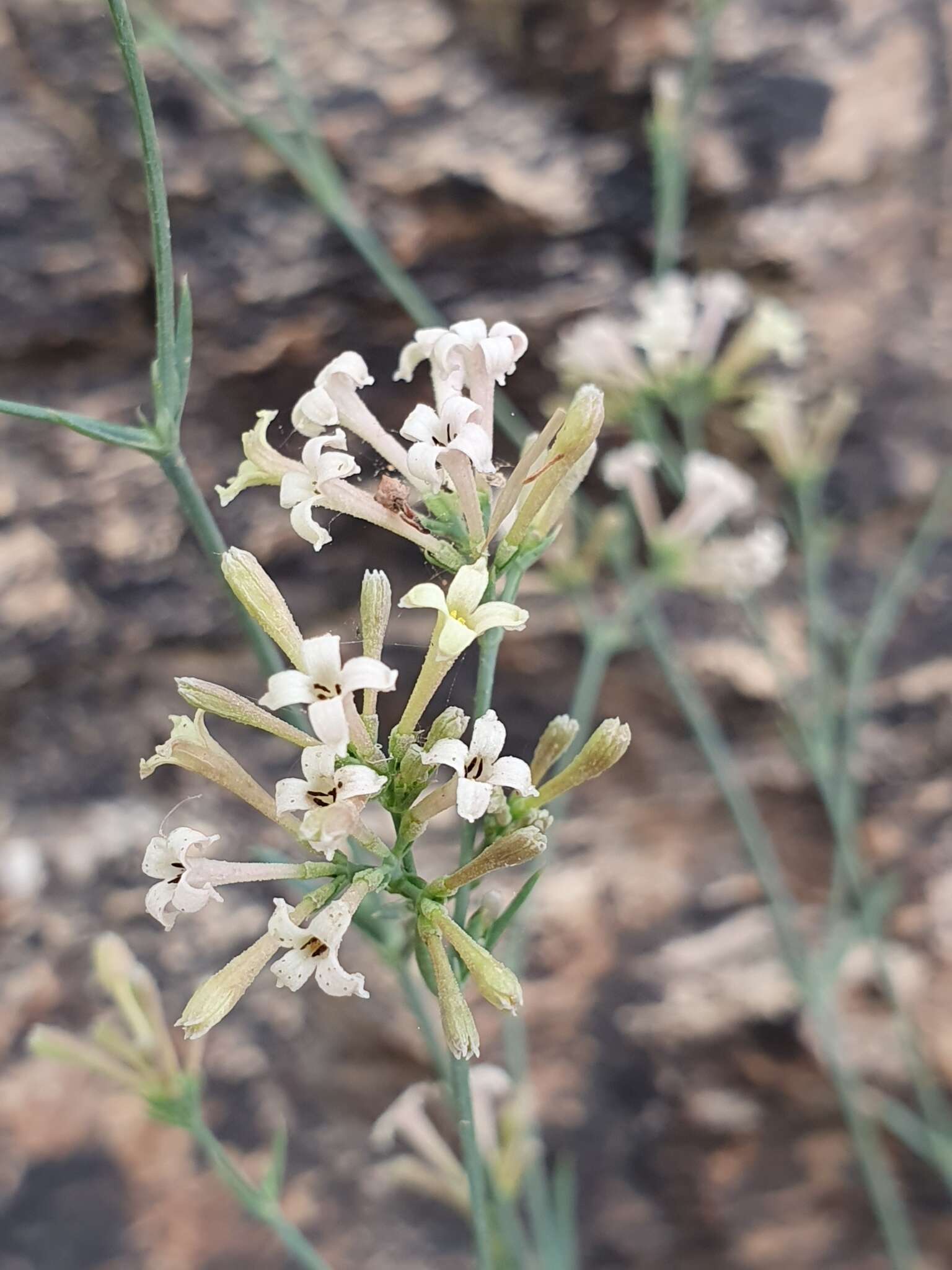 Image of Asperula aristata L. fil.