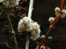 صورة Alternanthera ficoidea (L.) R. Br.