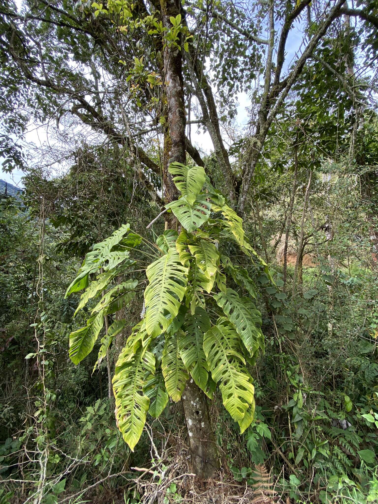 Image of Monstera oreophila Madison