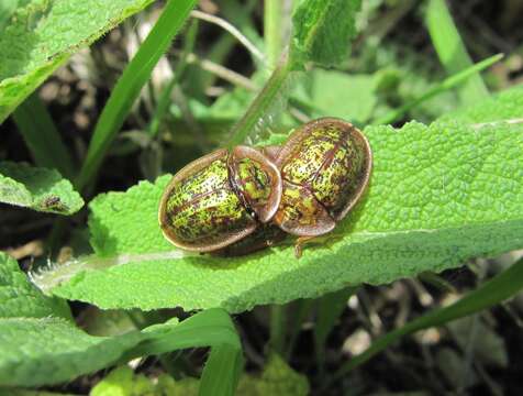 Image of Cassida (Lordiconia) canaliculata Laicharting 1781