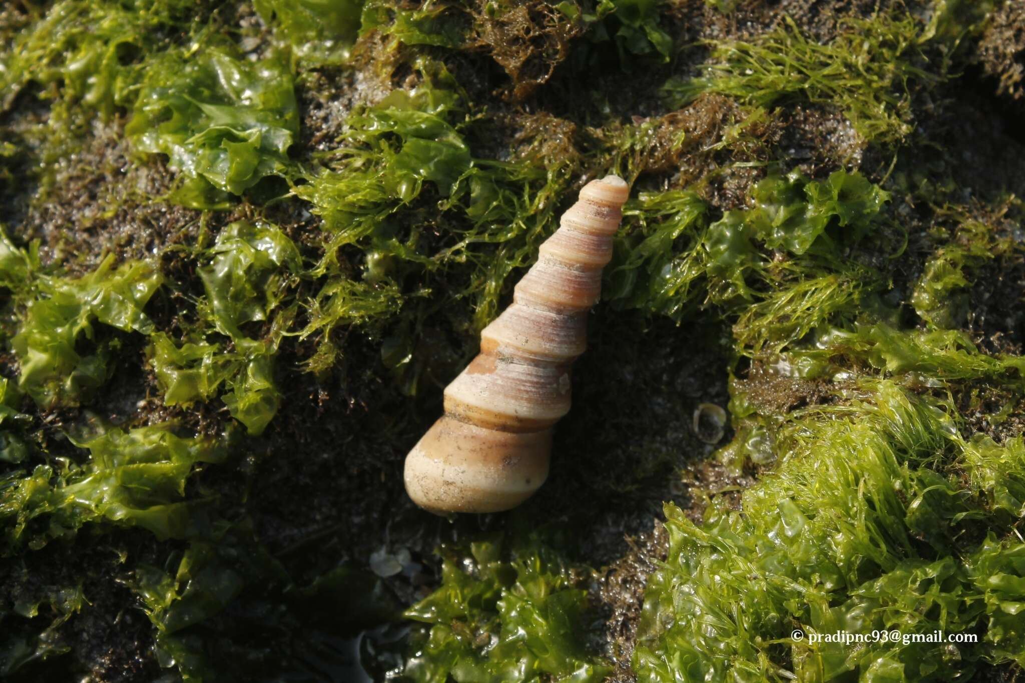 Image of Turritella duplicata (Linnaeus 1758)