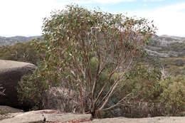 Image of snow gum