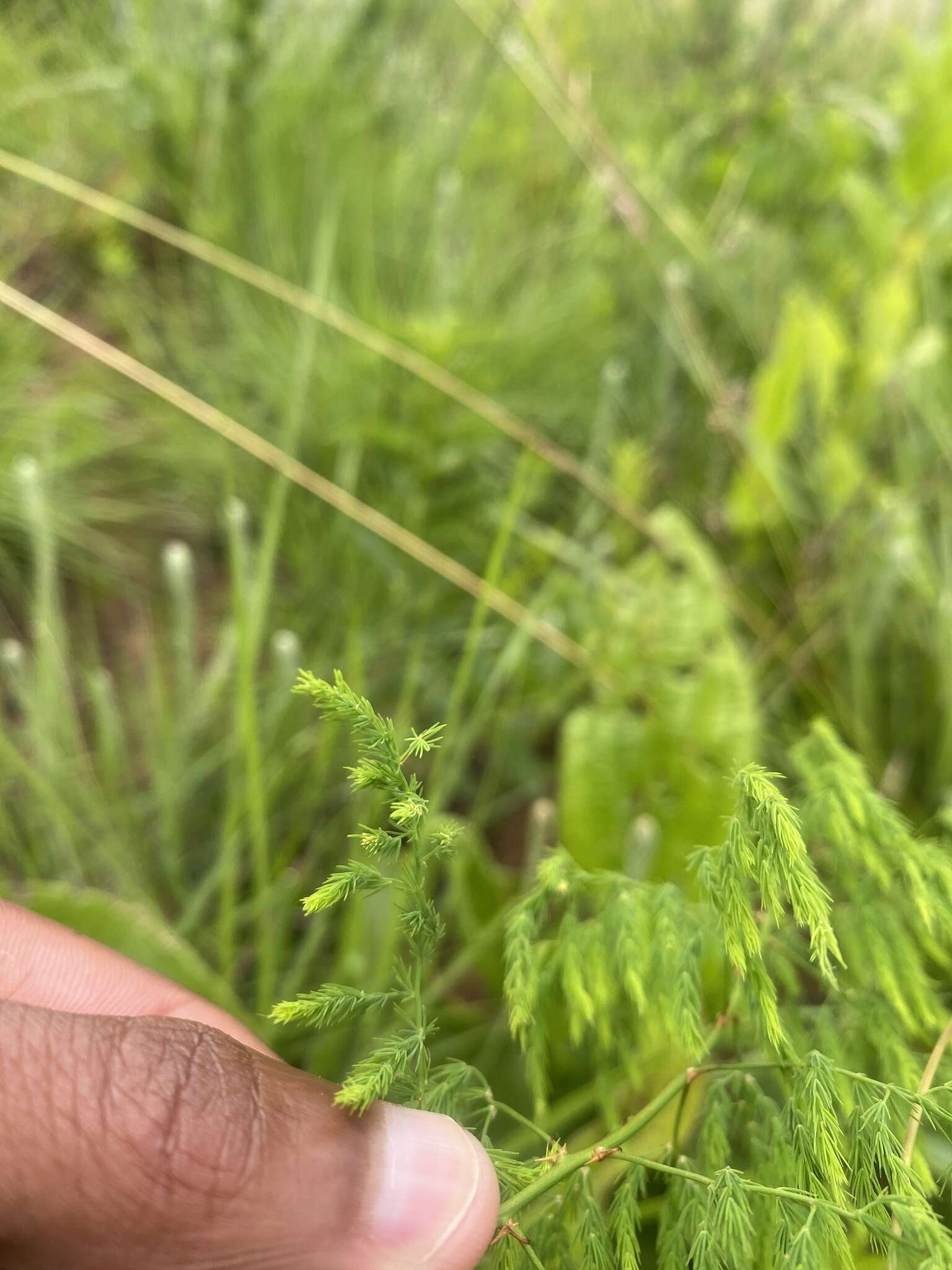 Image of Asparagus saundersiae Baker