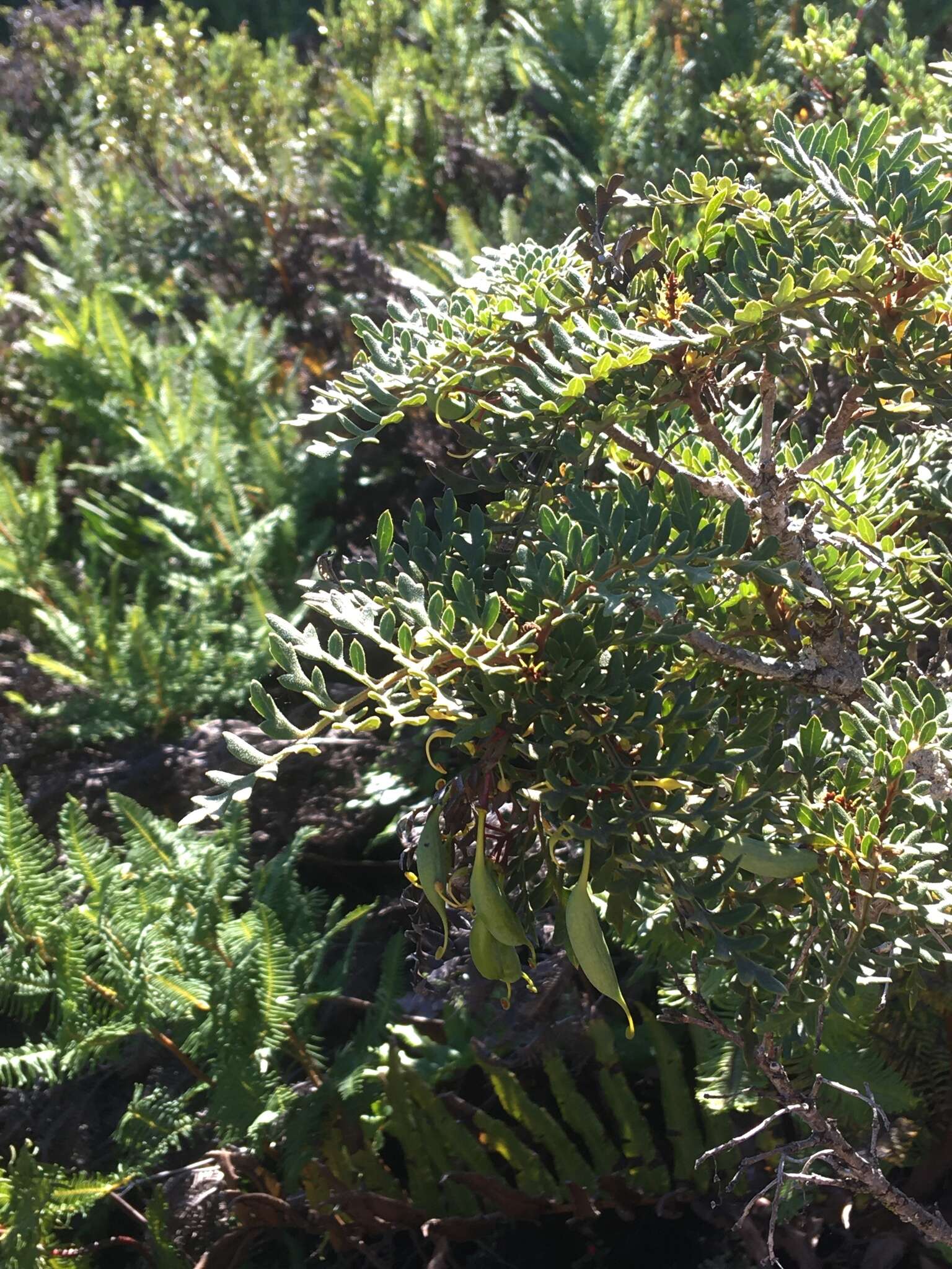 Image of Lomatia ferruginea R. Br.