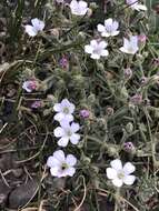 Plancia ëd Heterochroa desertorum Bunge