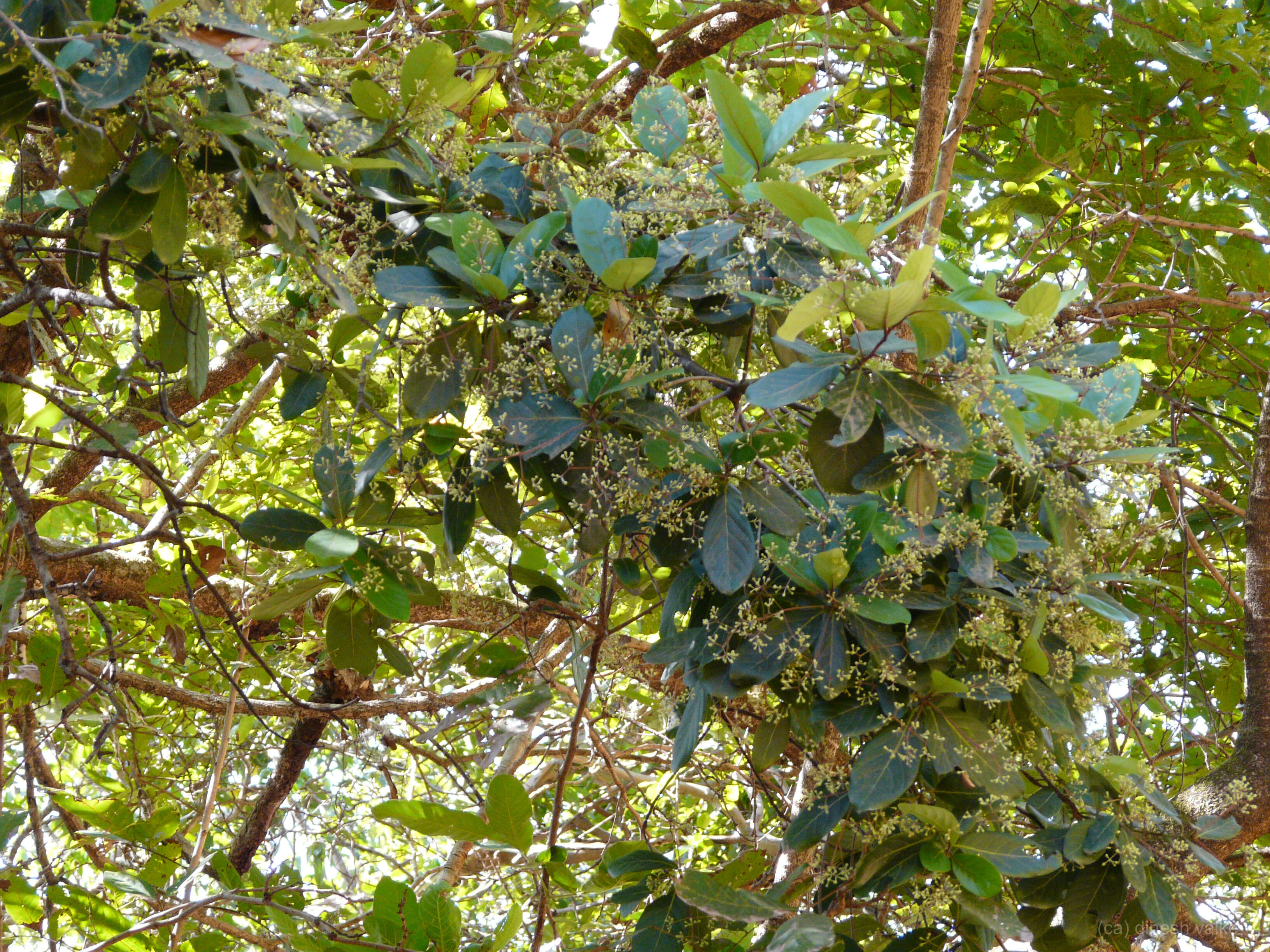 Image of Alseodaphne semecarpifolia Nees