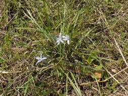 Image of blue funnel lily