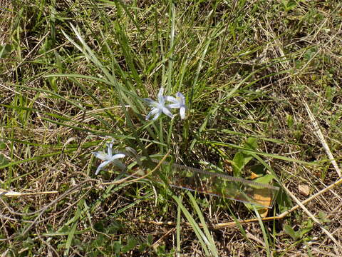 Слика од Androstephium coeruleum (Scheele) Greene