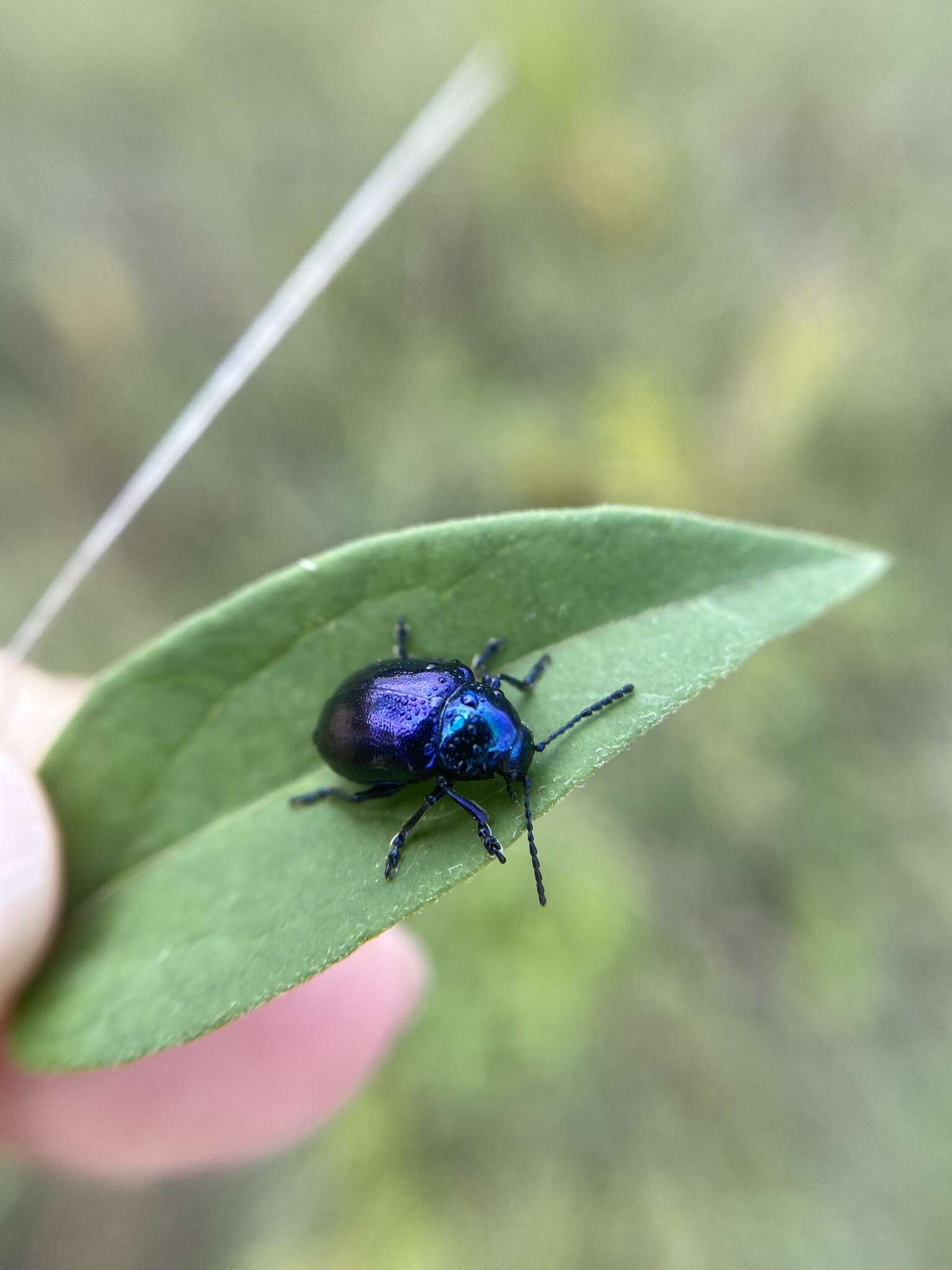 Image of <i>Chrysochus asclepiadeus</i>