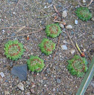 Image of Crassula pageae Tölken