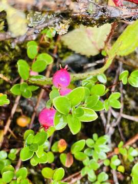 Image of Myrteola nummularia (Poir.) O. Berg