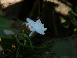 Imagem de Thunbergia fragrans Roxb.