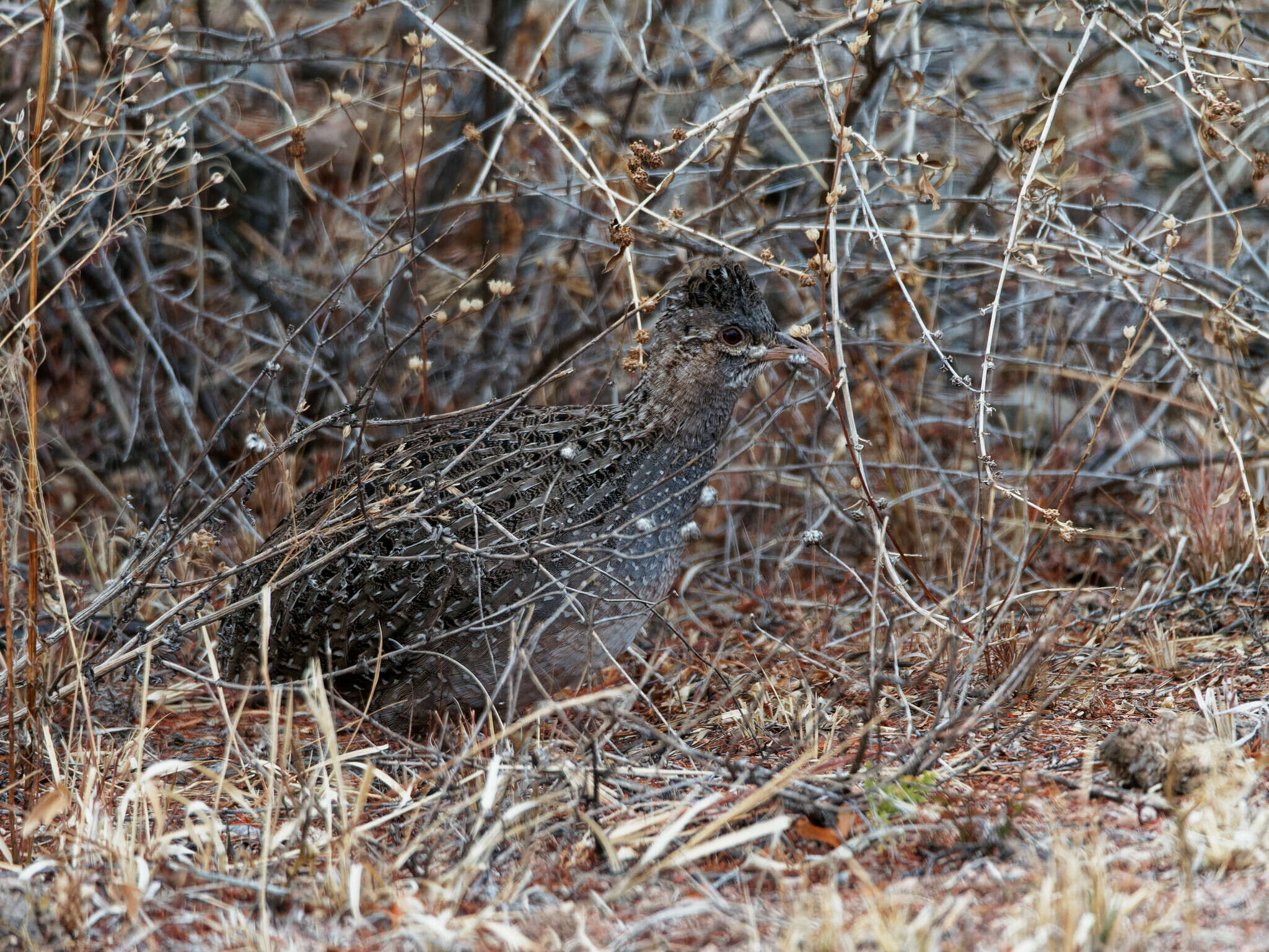 Nothoprocta pentlandii (Gray & GR 1867) resmi