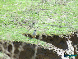 Image de Sittelle des rochers