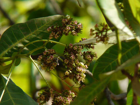 Image of cashew