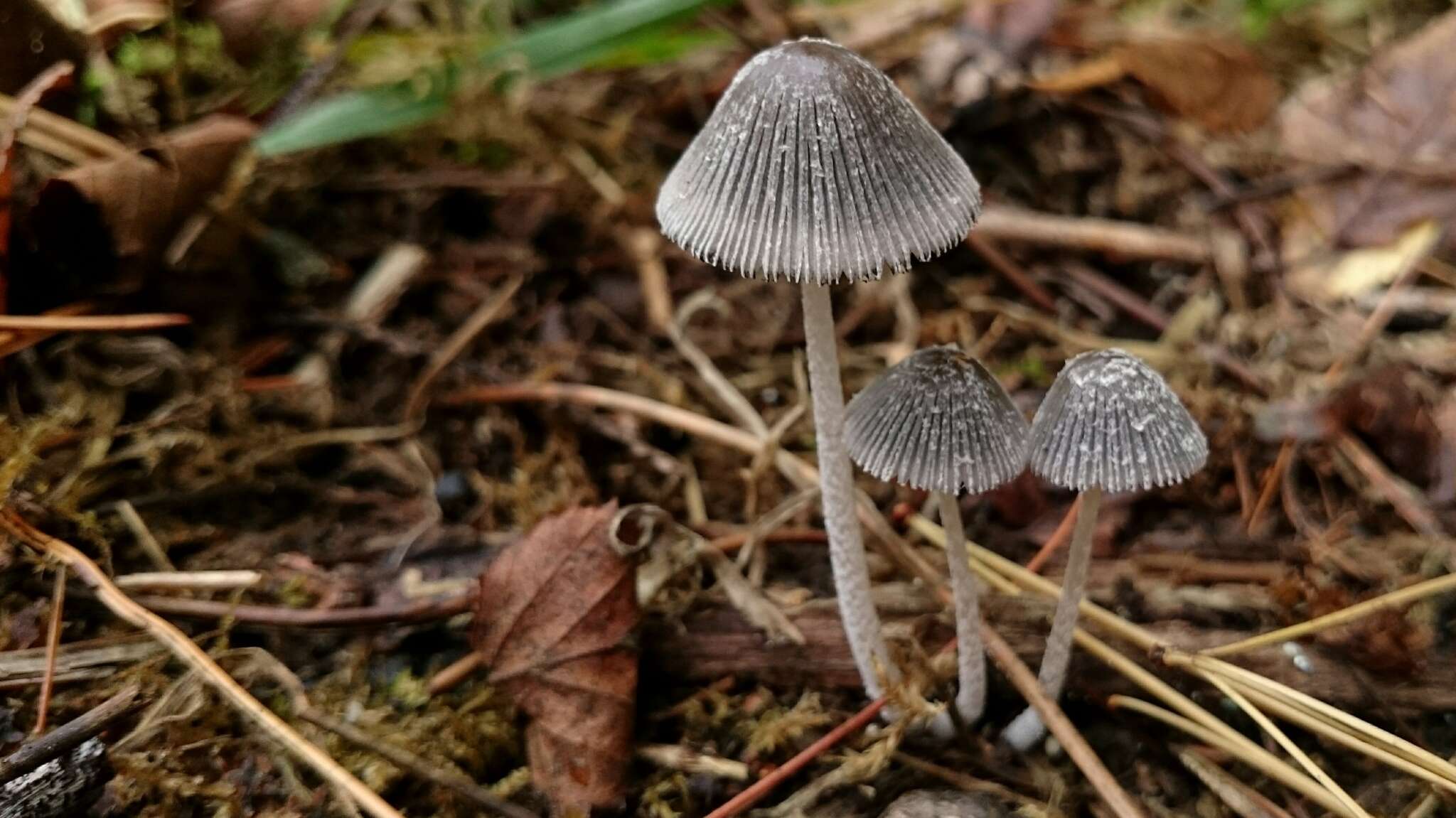 Image of Coprinopsis phlyctidospora (Romagn.) Redhead, Vilgalys & Moncalvo 2001