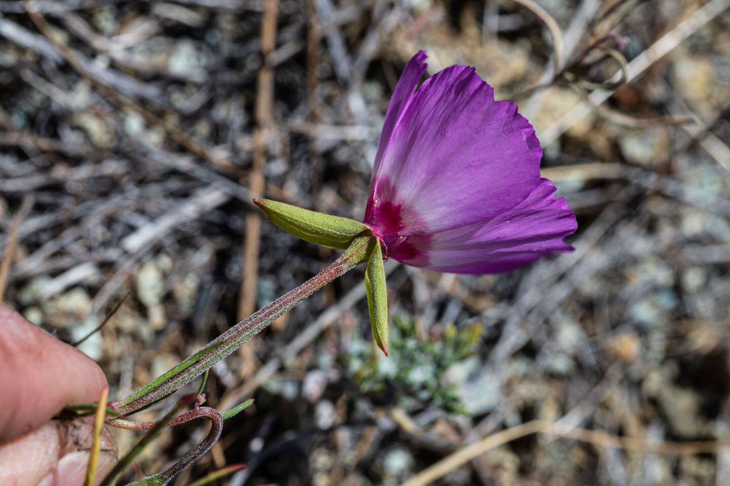 Imagem de Clarkia gracilis subsp. tracyi (Jeps.) Abdel-Hameed & Snow