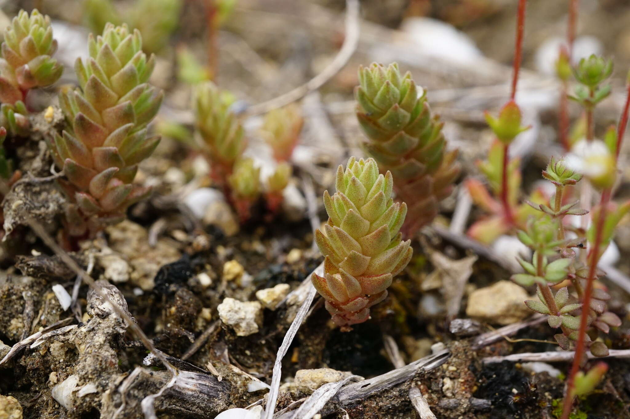 Image de Sedum aetnense Tineo