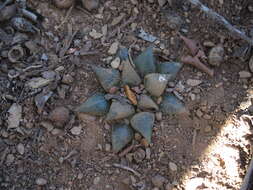 Image of Haworthia maraisii Poelln.