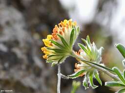 Image of Anthyllis vulneraria subsp. pindicola Cullen