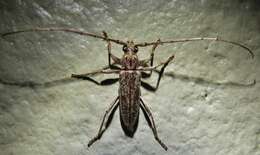 Image of Spined Oak Borer